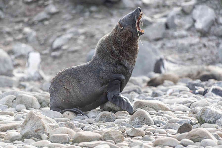 Lobo Marino Antártico - isla Robert - islas Shetland del Sur 04.jpg